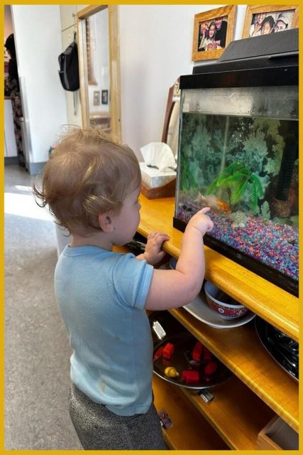 A child is pointing at a fish in an aquarium