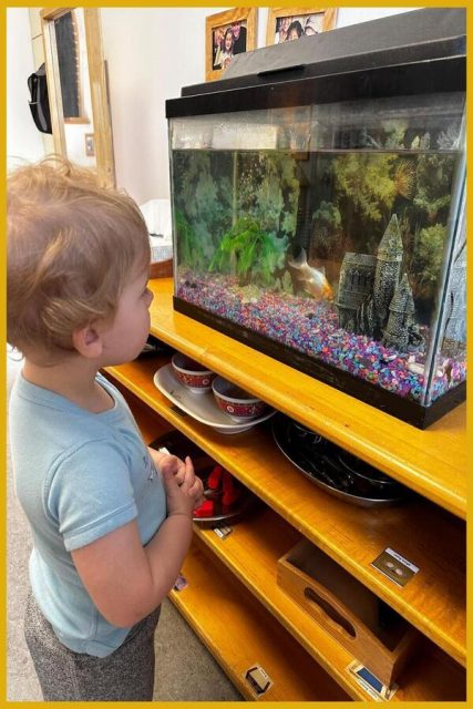 A child observing an aquarium with fish and coral-like structures