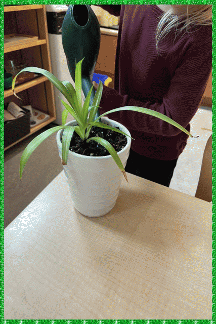 A child watering a plant