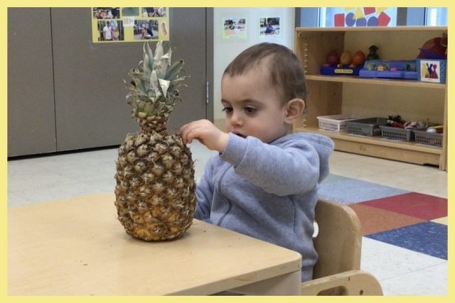 A child exploring and feeling a pineapple