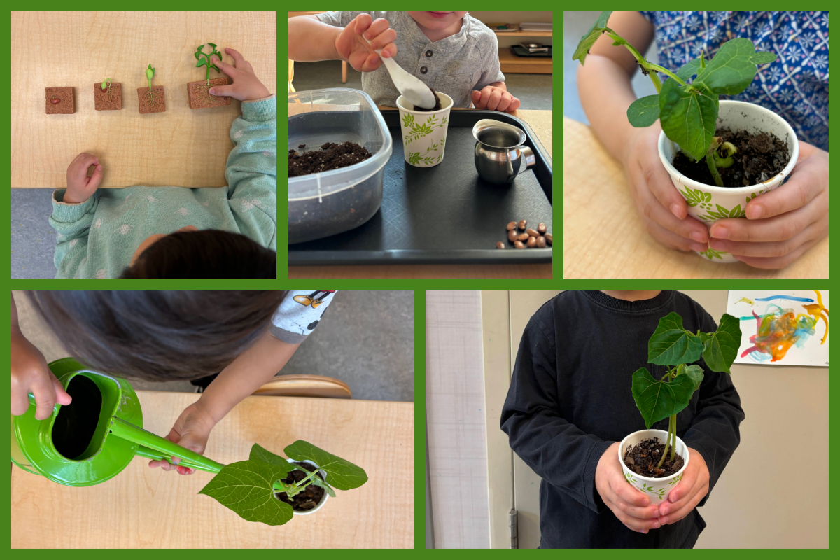 A collage of children working with a life cycle and planting and watering