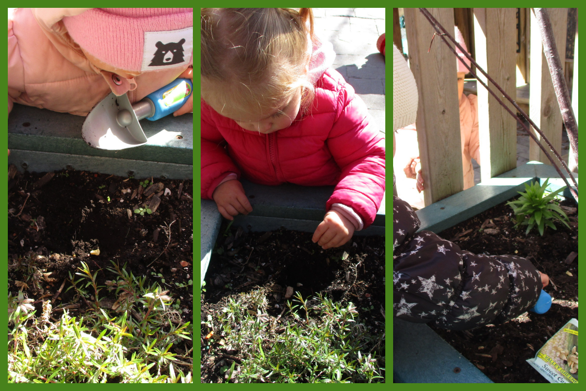 A collage of children digging soil, sprinkling seeds, and covering them with soil in a planter