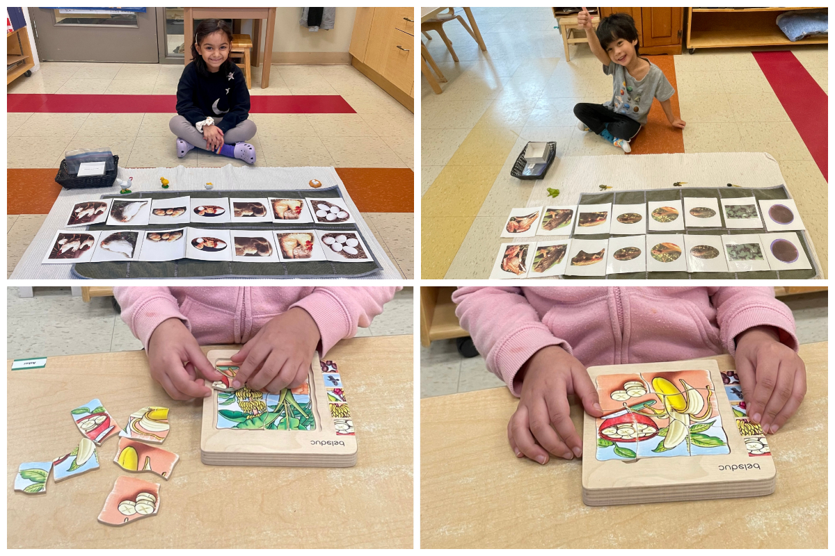 A collage of children working with life cycles of a chicken, frog, and banana