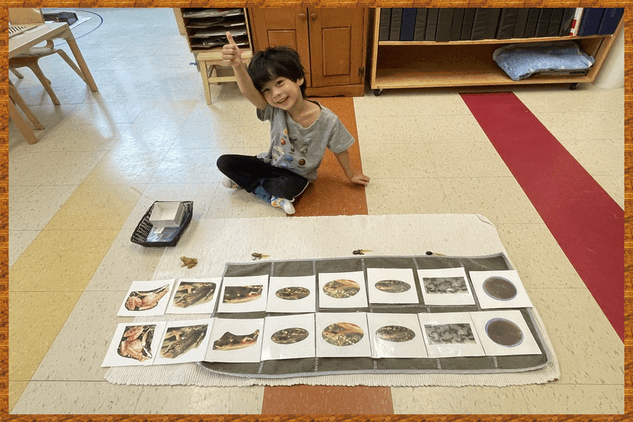 A child working with the life cycle of a frog