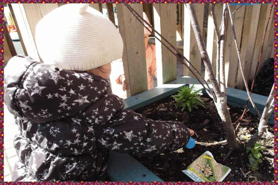 A child smoothing soil over seeds