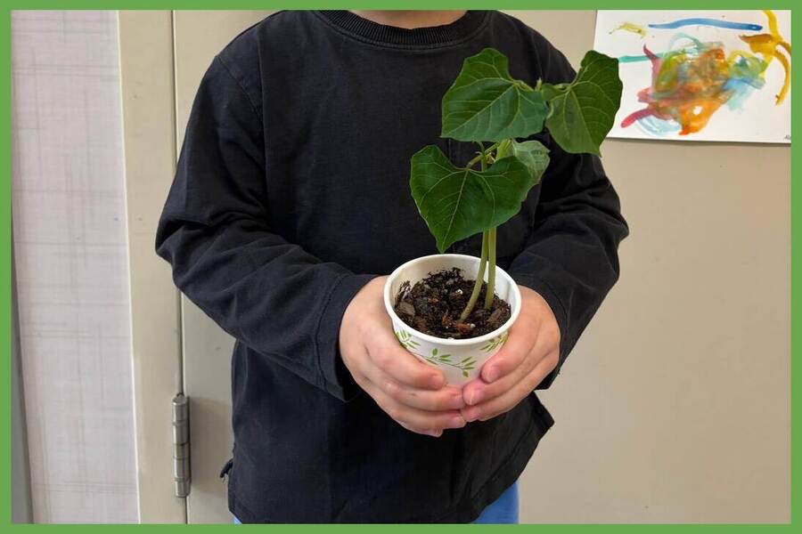 A child holding their growing bean plant