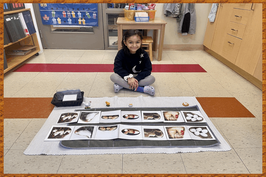 A child working with the life cycle of a chicken