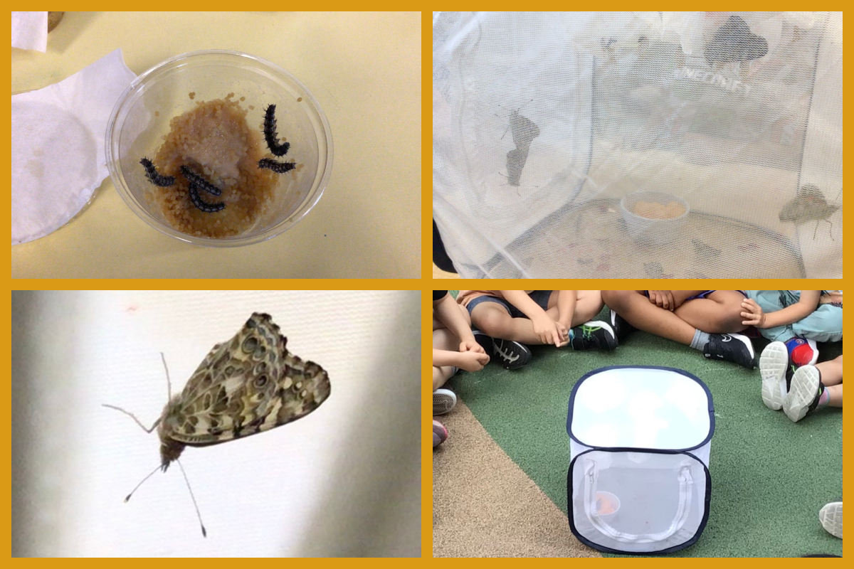 A collage of feeding caterpillars, butterflies in the screened butterfly house, a close-up of a butterfly, and children observing butterflies in the butterfly house in the playground