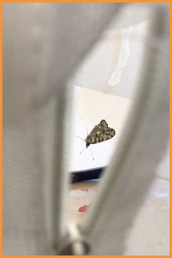 A butterfly visible inside the unzipped butterfly house