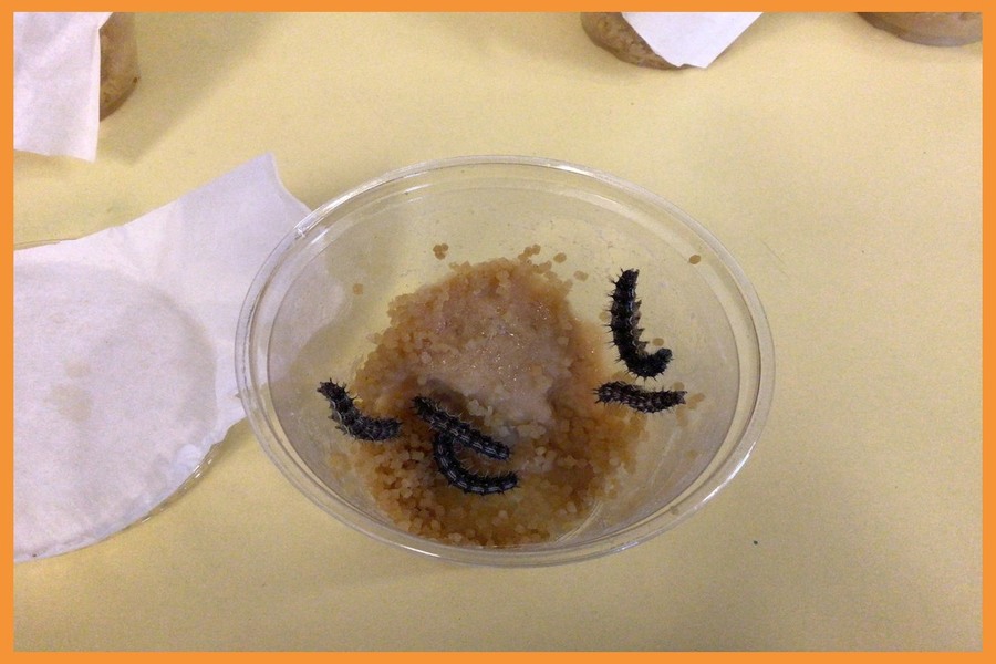 Caterpillars feeding on their granules of food